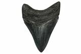 Fossil Megalodon Tooth - South Carolina #345804-1
